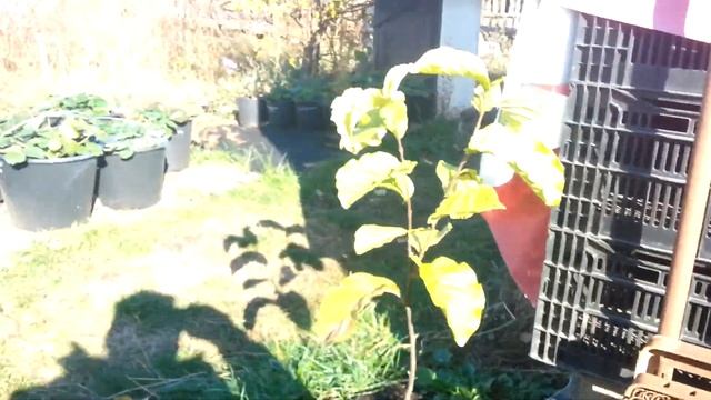 Моя теплица. Создание питомника, с чего начать. смотреть онлайн