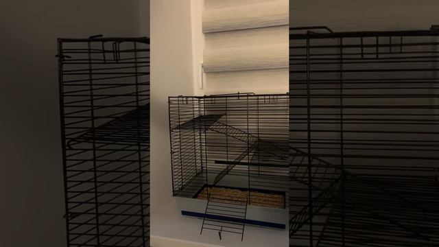 Уборка в клетке у крыс🌊🧸 смотреть онлайн