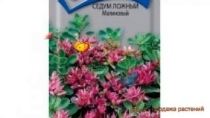 Седум ложный Малиновый (malinovyy) ? седум Малиновый обзор: как сажать семена седума Малиновый
