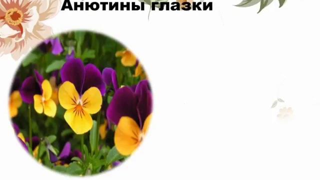 Часть 1 " Язык цветов " А. Б Щуберт- серенада смотреть онлайн