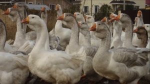 Гусиная ферма | Разведение и содержание гусей в домашних условиях как бизнес
