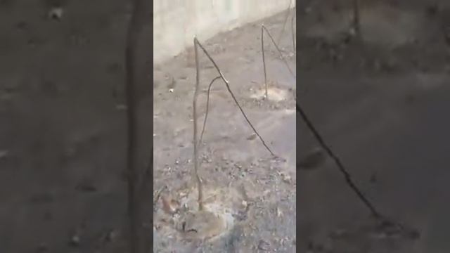 ծառերի ՋԱՐԴ смотреть онлайн