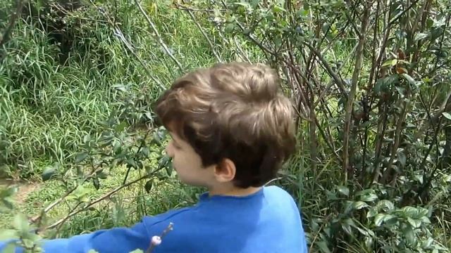 Сбор голубики и ежевики на ферме | Кушать - бесплатно смотреть онлайн