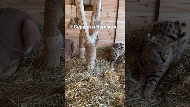 Сервал и Каракал смотреть онлайн