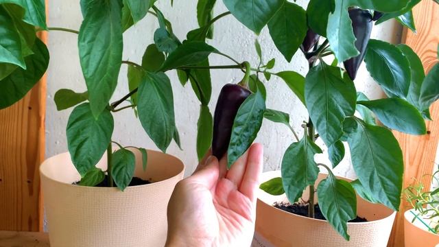 Сладкий перец 