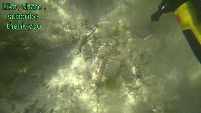 Nokta Makro Pulse Dive 1st Hunt