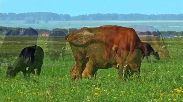 Farm & cow & calf смотреть онлайн