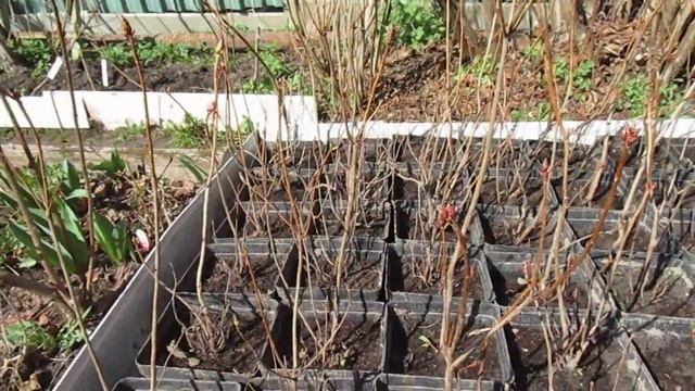 Май 2018г  Саженцы рододендрона японского