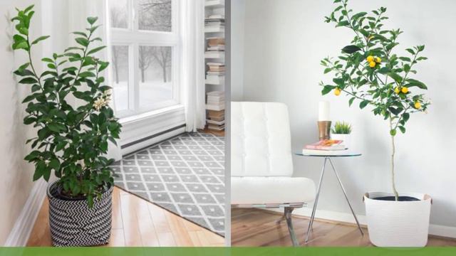 Meyer Lemon Trees - FastGrowingTrees.com смотреть онлайн