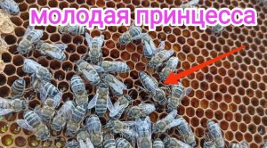 4 мая на Пасеке! Пчеловодство!