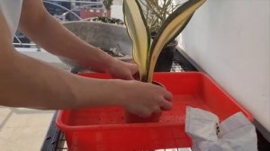 Sansevieria Masoniana White Variegated | White Whalefin Snake Plant | Videshi Gardening