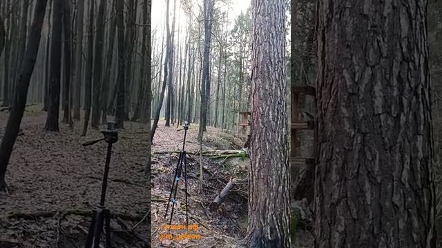 Белки и птицы в Битцевском лесу. Ноябрь 2023. смотреть онлайн