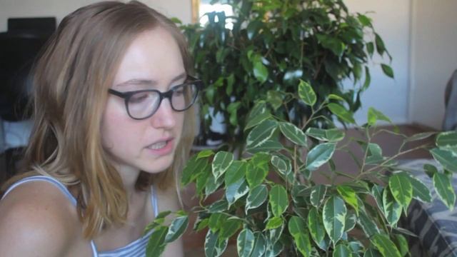 Weeping Fig | Ficus Benjamina Care Tips! смотреть онлайн