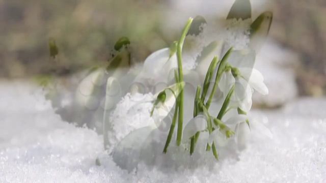 Красота очарование женщины смотреть онлайн