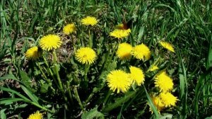 "А вдруг" - песня на стихи Марины Панфиловой, музыка Геннадия Новикова.