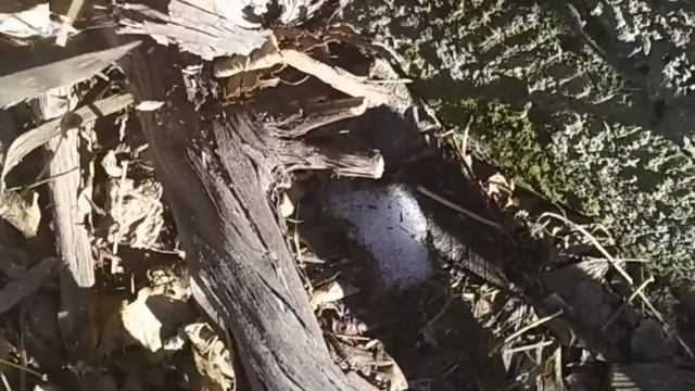 Весенняя Обрезка винограда?✂️ смотреть онлайн