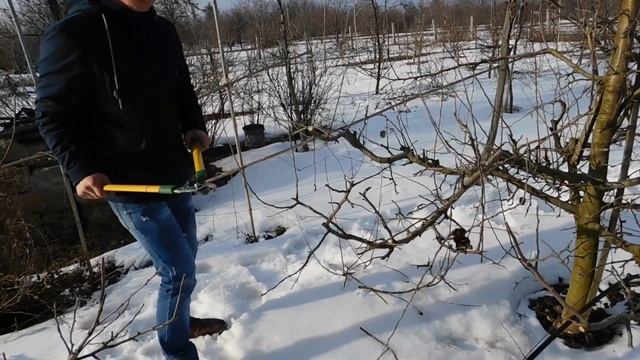 Обрезка яблони 10 лет. Флорина на ММ106. смотреть онлайн