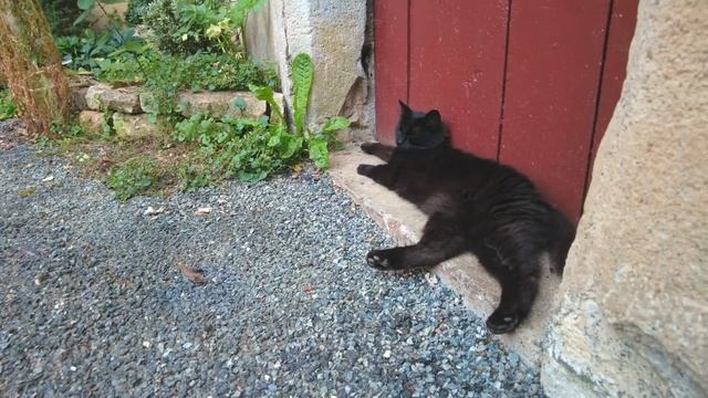 フランスの田舎で暮らすように旅する / ルームツアー / 夏のフランス南西部の旅④ / 可愛い猫と遊ぶ / まだ明るい夏の夜21時のフランスの村を散歩 / French Countryside / смотреть онлайн