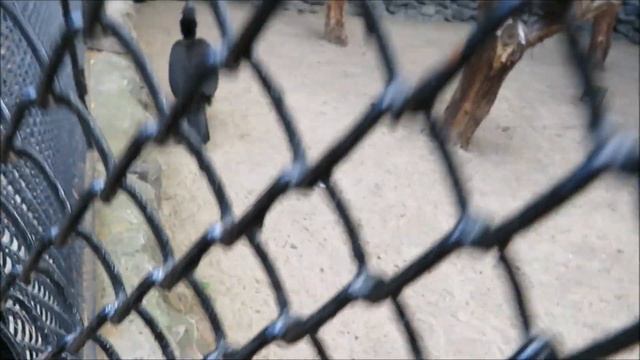 Абиссинский рогатый ворон предлагает взять из клюва мусор 04.09.2020 смотреть онлайн