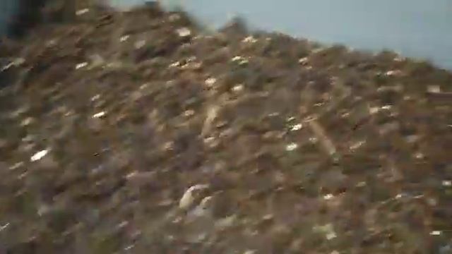 Посев бархатцев и Сальвии на рассаду. смотреть онлайн