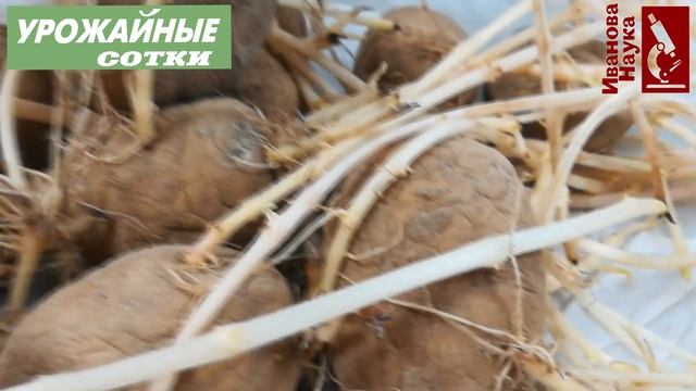Даже такой картофель будет вкусным! смотреть онлайн