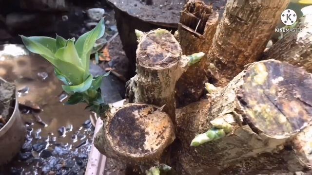 HOW TO MAKE DRACAENA BONSAI смотреть онлайн