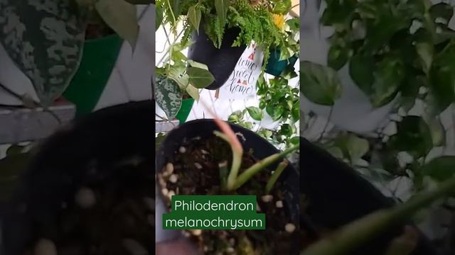 BERHASIL!!MENCACAH P MELANOCHRYSUM HANYA DENGAN LUMUT & PERLITE SAJA (DARI AKAR YANG SANGAT TIPIS) смотреть онлайн