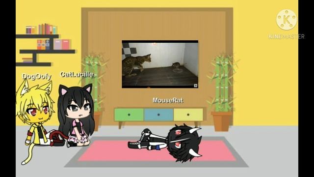 The React was React[CAT VS MOUSE] смотреть онлайн