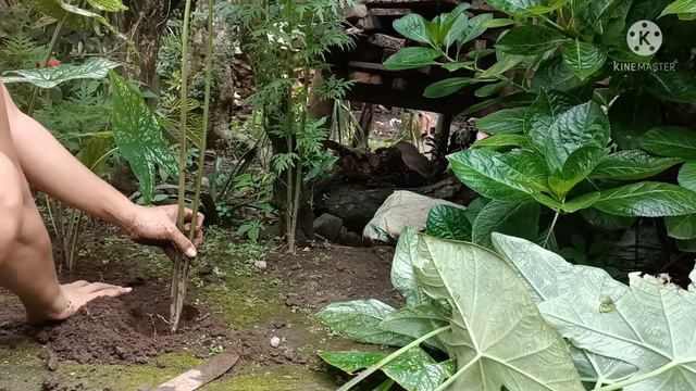 REPLANTING CALADIUM 'WHITE CHRISTMAS'|GABI-GABI PLANT|3sMariasMom смотреть онлайн