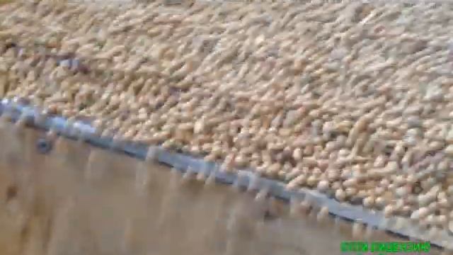 Очистка нута смотреть онлайн