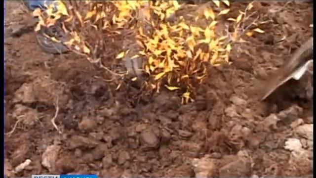 Высадка тундровых кустарников смотреть онлайн