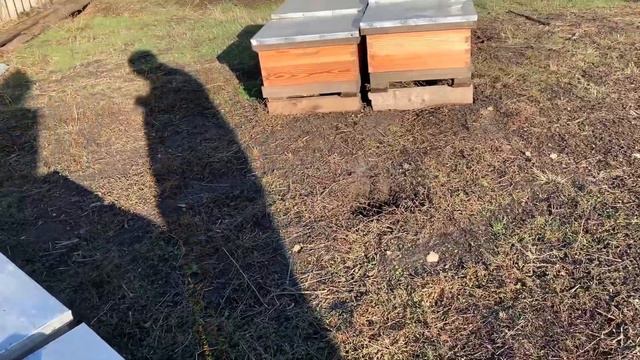 Проверяем есть ли подмор у пчел. Кладем фольгоизол под крышу. Состояние семей смотреть онлайн