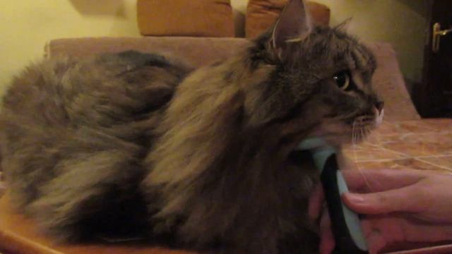 Кот Тихон и фурминатор. Стрижка - брижка кота - овцы. смотреть онлайн