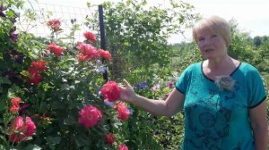 Роза плетистая. Сорта и особенности плетистых роз.