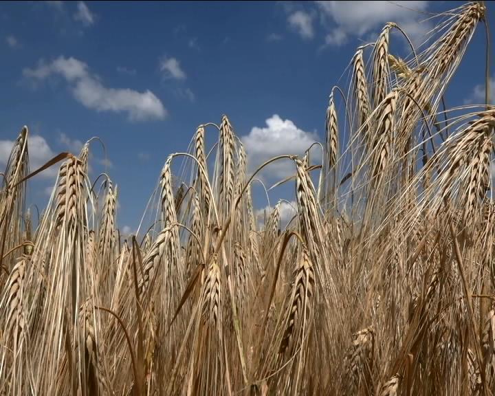 Стартовала "малая жатва" в Шовгеновском районе смотреть онлайн