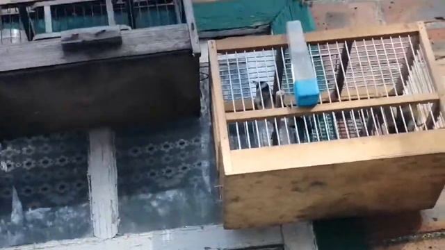 Мои певчие птицы🐦 смотреть онлайн