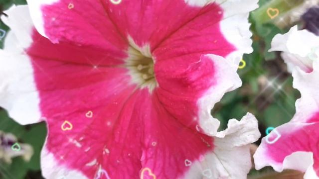 ?Вам дня хорошего желаю!Без печалей и тревог! смотреть онлайн