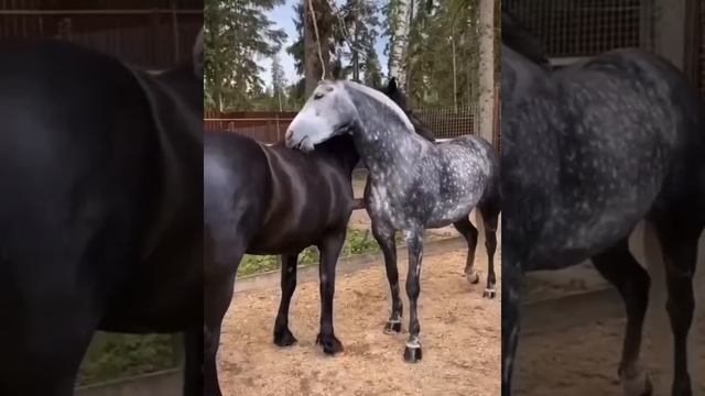 ОЧЕНЬ КРАСИВЫЕ ПОРОДИСТЫЕ ЛОШАДИ . ОБОЖАЮ. смотреть онлайн