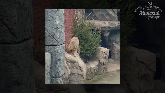 Камышовый кот - один из ярких представителей семейства кошачьих.