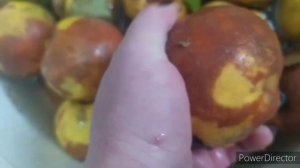 1 декабря 2020 г. посадка винограда на Кубани