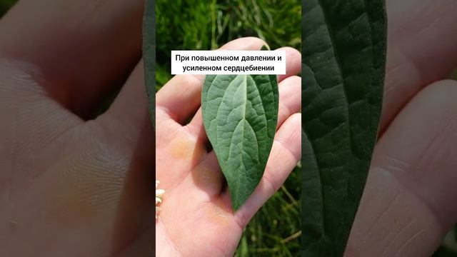Ластовень ласточкин - побеждает яды смотреть онлайн
