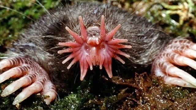 10 САМЫХ НЕОБЫЧНЫХ ЖИВОТНЫХ НА ЗЕМЛЕ смотреть онлайн