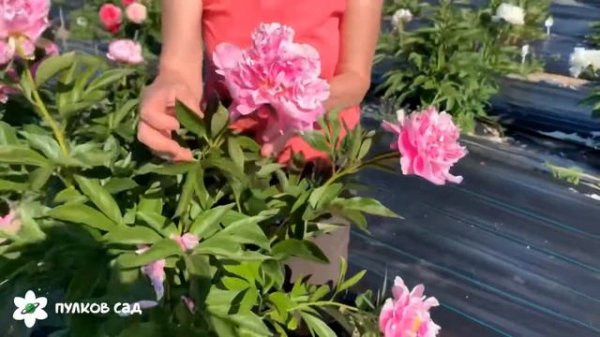 Alexander Fleming peony. Александр Флеминг пион. Пулков сад