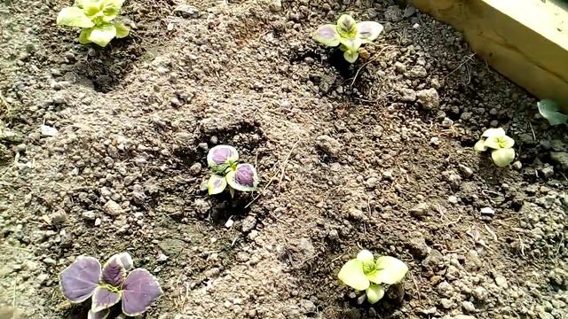 КОЛЕУСЫ , КАК ВЫРАСТИТЬ САМОМУ смотреть онлайн