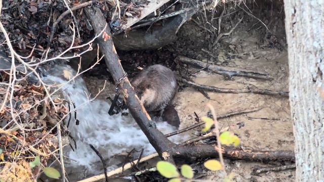 Finishing beaver trapping jobs before the wild hogs start смотреть онлайн