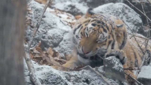 АМУРСКИЙ ТИГР - ИНТЕРЕСНЫЕ ФАКТЫ О ЖИВОТНЫХ