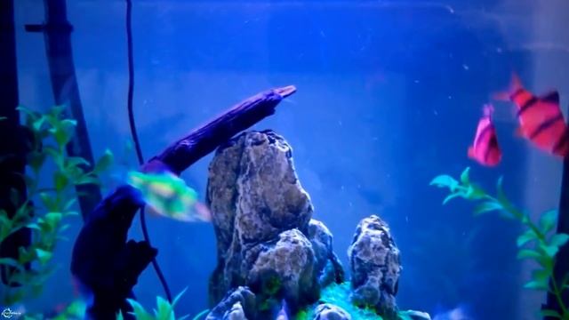 Барбус суматранский – аквариумный тигр! смотреть онлайн