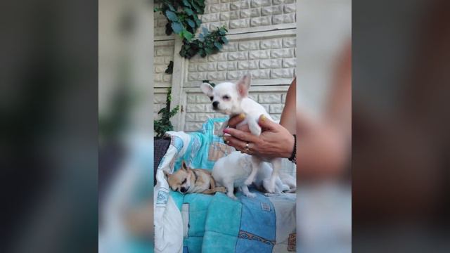 Продажа щенок чихуахуа белый мальчик РКФ Зигмунд ❤️Питомник Кастропуло Крым 89787458062 смотреть онлайн