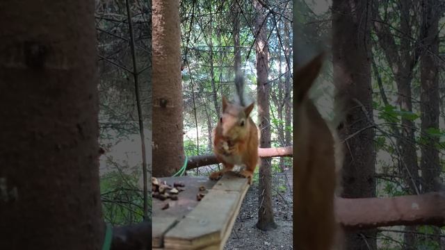 Белка села поесть орех, но помешала другая белка смотреть онлайн