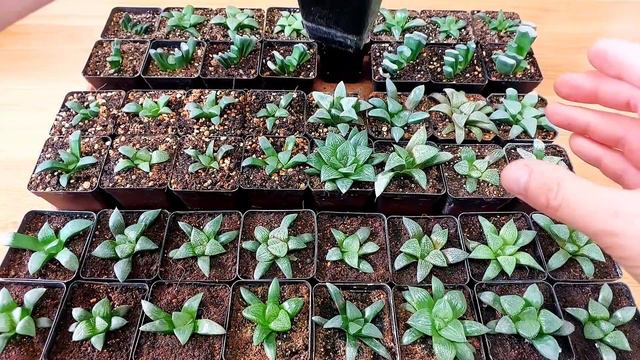 Передовая технология выращивания самых редких растений. Знакомтьесь, мои хавортии и мои секреты:) смотреть онлайн